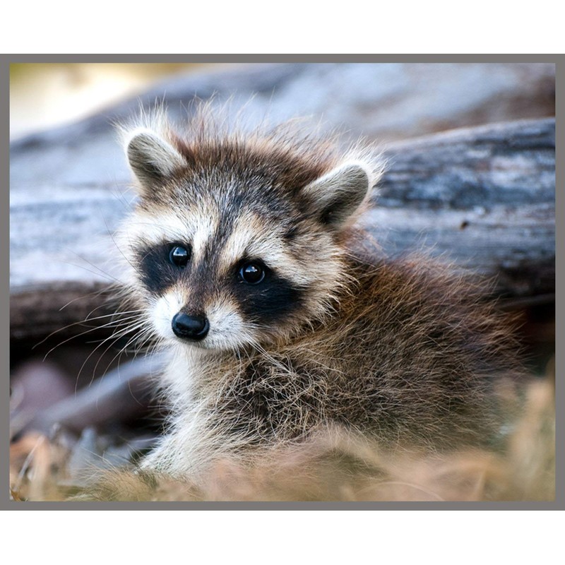 Brainstorm Toys Outdoor Adventure, Camping Projector