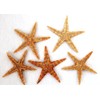 5 Real Seesterne for Fishing Net Decoration Approx. 7 to