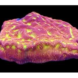 coralSLover Live Saltwater Coral Frag - Jack-o-Lantern Leptoseris (Frag), Pink, Orange
