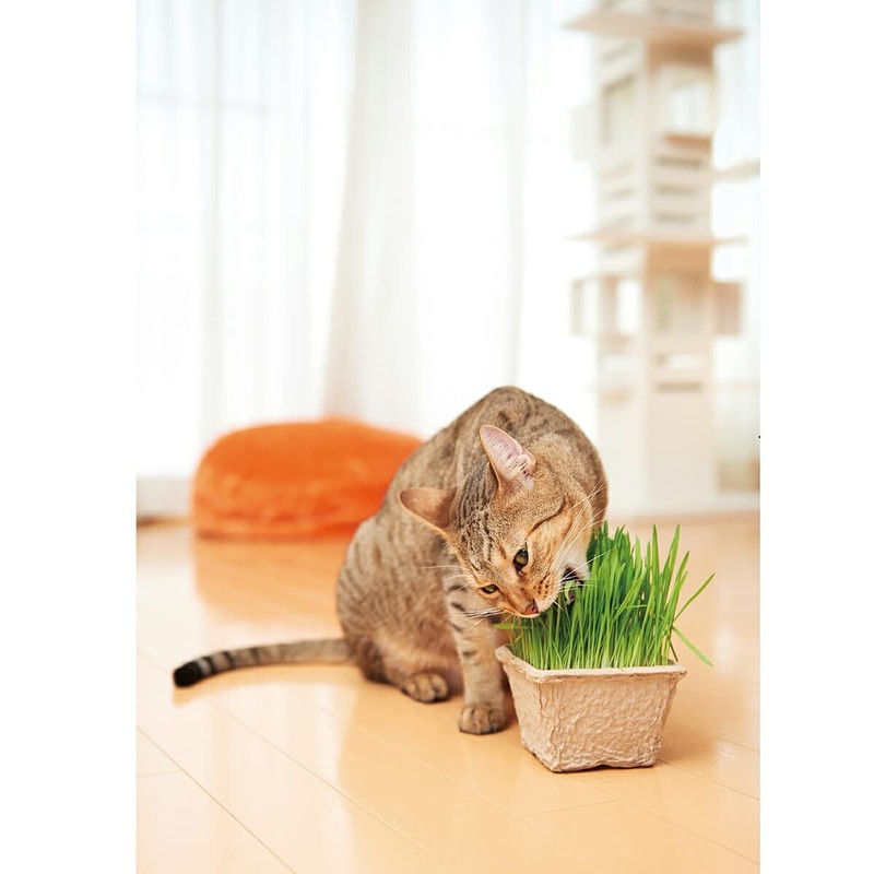 Dog and Cat Favorite Grass Cultivation Set