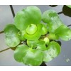2 Water Lettuce + 2 Water Hyacinth Bundle - Floating