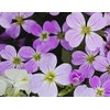 1oz Virginia Stock Flower Seeds Mix Malcolmia Maritima Fragrant (70,000