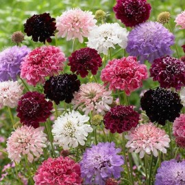 Freshseed Pincushion Flower Scabiosa Mix of colors 100 + fresh 2025 seed pkt