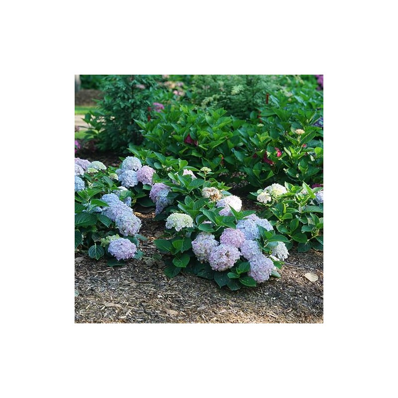 Wee Bit Innocent™ Bigleaf Hydrangea - 4" Pot - Proven