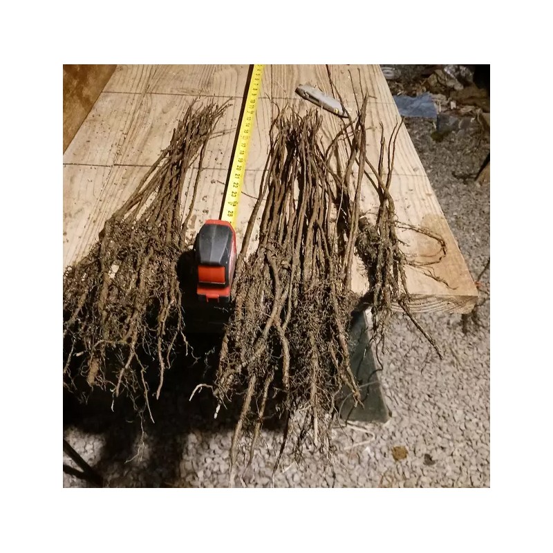 Tree White Flowering Dogwood Tree - 24-36" Tall Live Plant