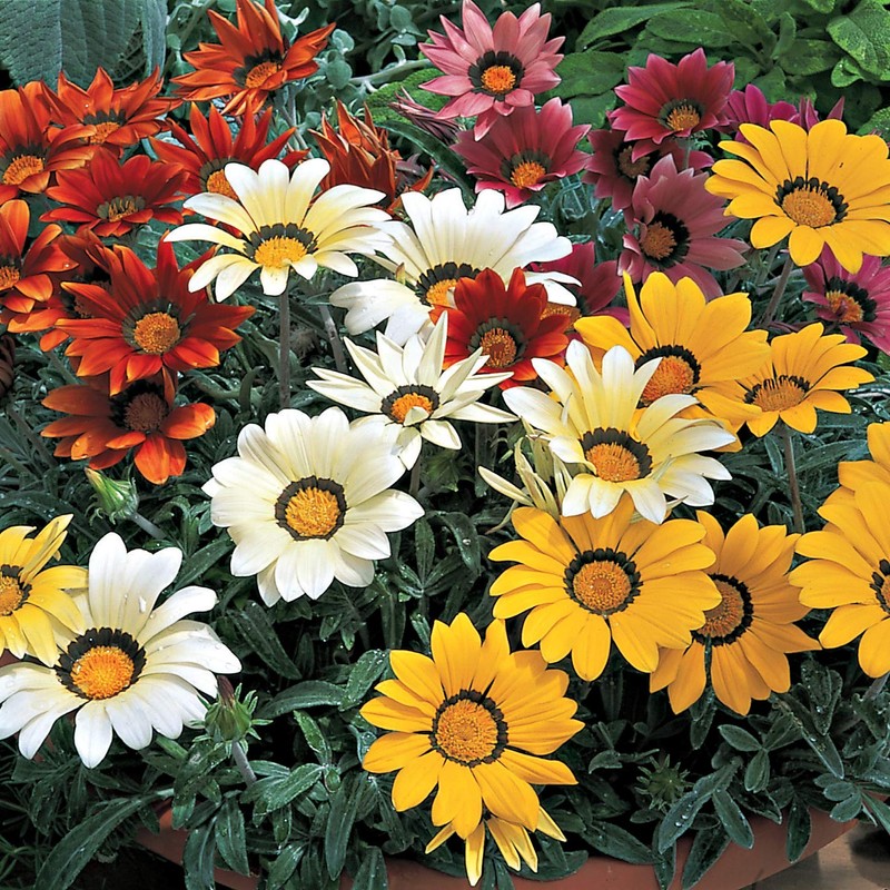 Outsidepride Kiss Mix Gazania Seeds for Planting – 25 Pcs