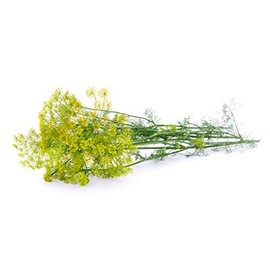 Dill, Mammoth Long Island - Herb Seeds