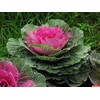 KIRA SEEDS - Seeds Flowering Kale Large Leaf Mix -