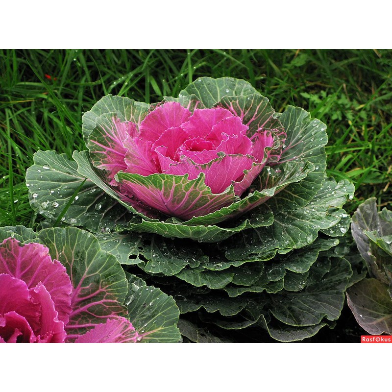 KIRA SEEDS - Seeds Flowering Kale Large Leaf Mix -