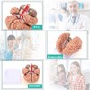 RONTEN Human Brain Anatomical Model, Colored Brain,Anatomically Accurate Brain Model
