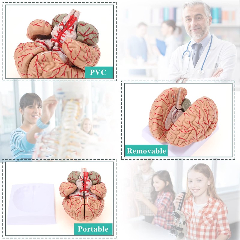 RONTEN Human Brain Anatomical Model, Colored Brain,Anatomically Accurate Brain Model