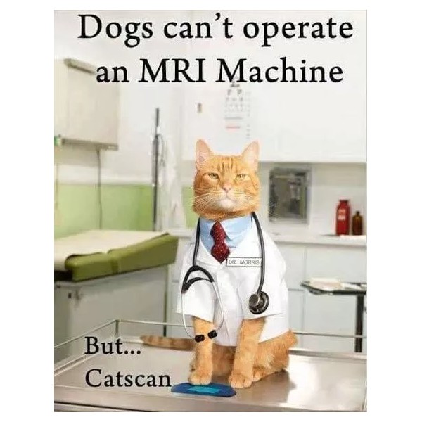 Funny Cat refrigerator magnet 3 1/2 x 41 /2"