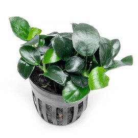 SubstrateSource Anubias Live Aquarium Plants - Potted Freshwater Plant for Fish Tanks, Terrariums - Beginner Friendly Low Light (Barteri Petite Round, 1 Pot)