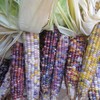 Corn Garden Seeds - Glass Gem Popcorn - 10 g