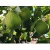 Ponderosa Lemon Tree -Lemon Live Plants - No Ship to