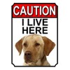 CAUTION I LIVE HERE METAL GATE SIGN YELLOW LABRADOR THEME