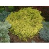 Chamaecyparis p. f. 'Aurea' (Gold Thread Cypress) Evergreen, yellow foliage,