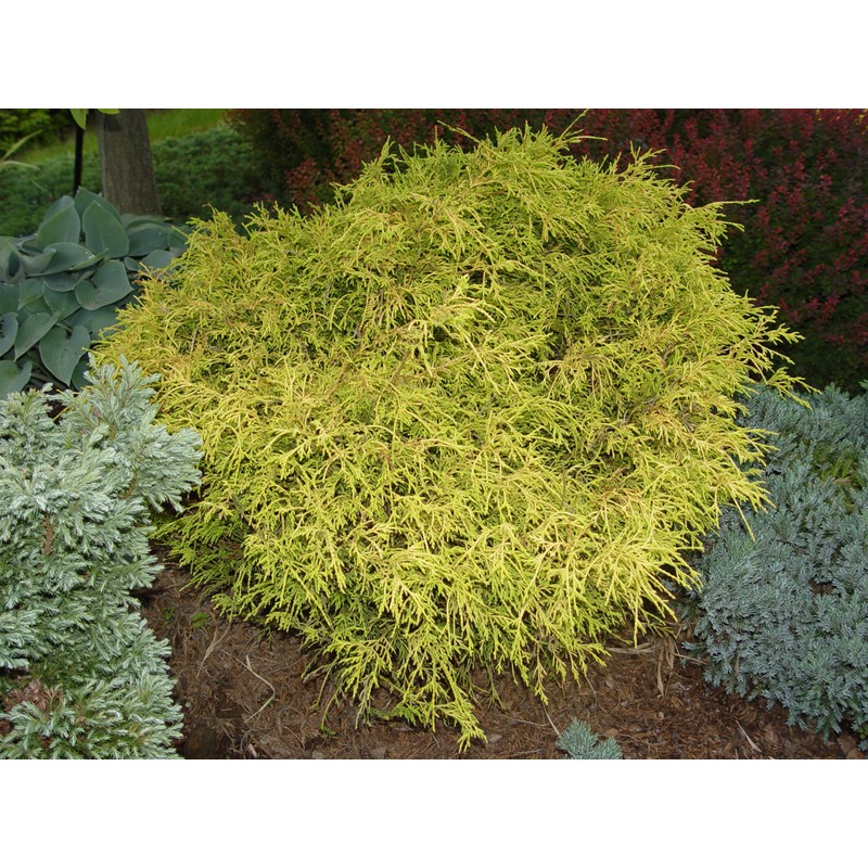 Chamaecyparis p. f. 'Aurea' (Gold Thread Cypress) Evergreen, yellow foliage,