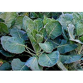 Collard Greens, Georgia Southern Creole Seeds