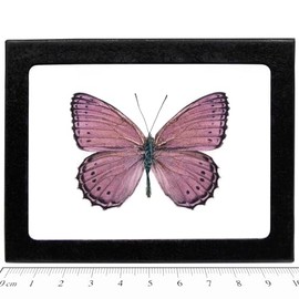 BicBugs CRENIS PECHUELI Real Framed Butterfly Pink Purple Africa