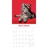 Cats in Hats 2025 Mini Calendar, 7" x 7"
