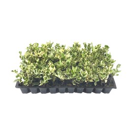 Ligustrum Japonicum Jack Frost Privet - 40 Live Plants - Variegated Evergreen Hedge