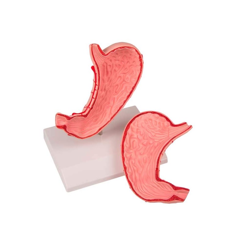 Stomach 2-Piece Set Full Size