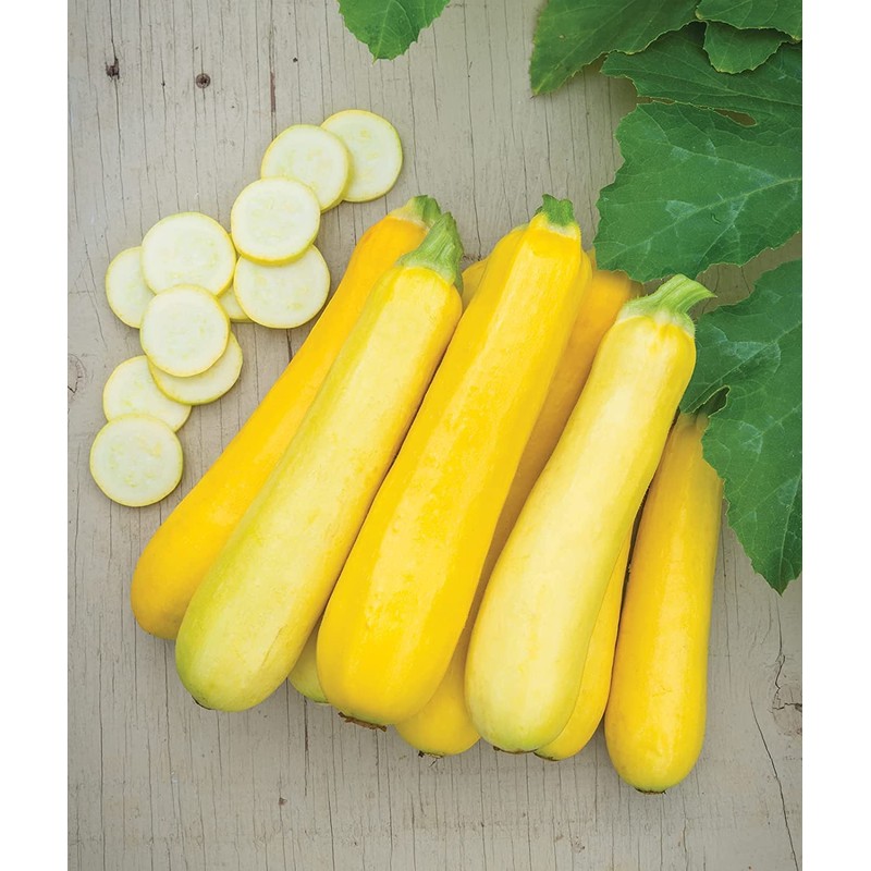 Squash Seeds Golden Zucchini 25 Seeds by OrginBud