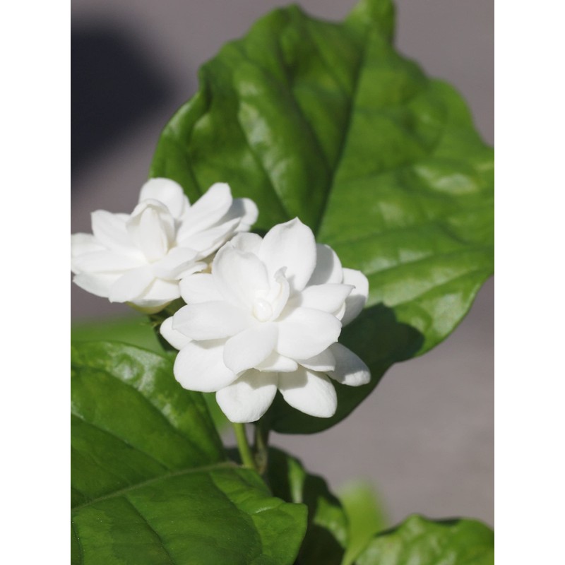 Sanpin Tea Pack Made with Carefully Selected Chinese Marika Tea,