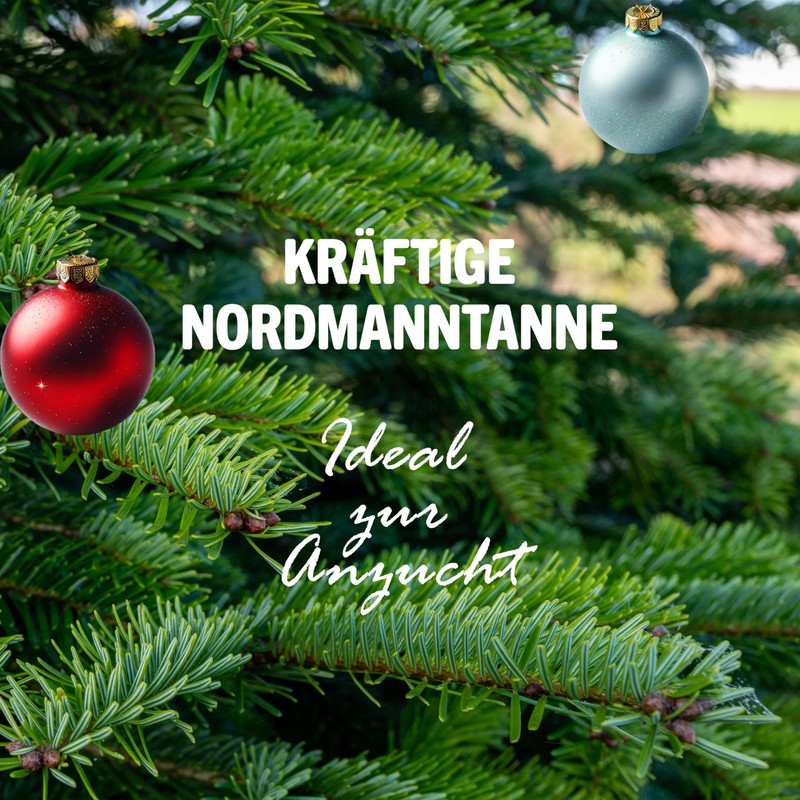 Little Plants Christmas Tree Growing Set - Christmas Tree 2030