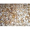 Brown Greasy Pole Bean Over 200 Kentucky Cornfield Brown Greasy