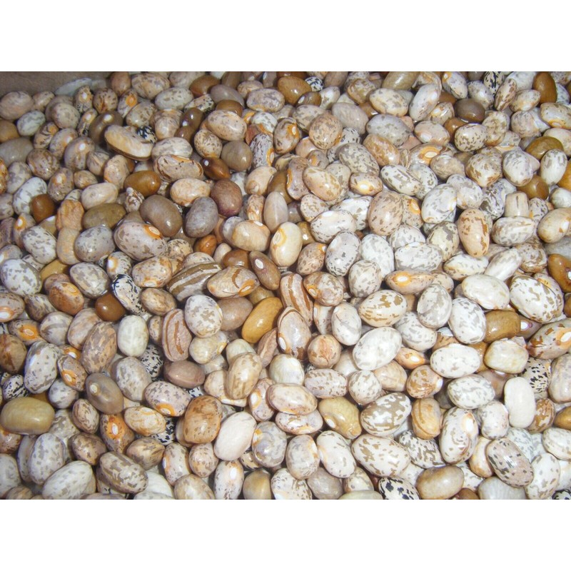 Brown Greasy Pole Bean Over 200 Kentucky Cornfield Brown Greasy