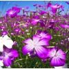 100 Agrostemma Seeds Ocean Pearls Rose Corncockle Agrostemma Githago Pink