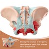Merinden Life-Size Female Pelvis & Pelvic Floor Muscles Model