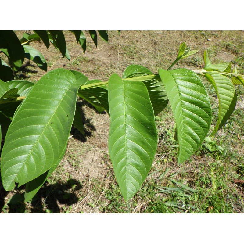 Yakushima Guava Tea (Siduum Tea) 60g (100% Guava Tea) Made