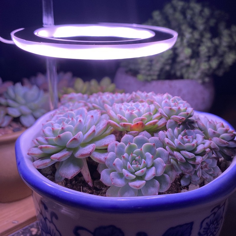 LED Plant Grow Light 5 Dimmable Modes 4 Head Timing