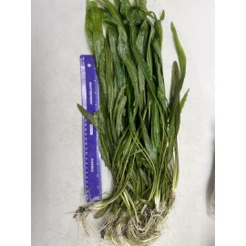 Cryptocoryne Crypt Balansae Large