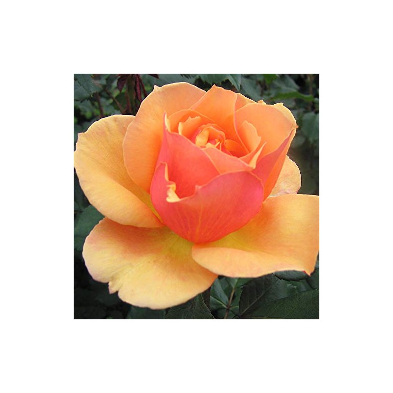 Own-Root One Gallon About Face™ Grandiflora Rose by Heirloom Roses