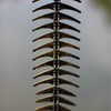 WANLIAN Fish Skeleton Wind Chime,Fishbone Wind Chime,Wind Chimes Vintage Fishbone