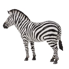 Collecta Zebra COMUN L Animales Multicolor (DEQ88830)