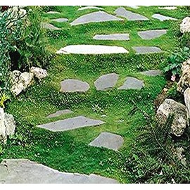 IRISH MOSS SEEDS, Sagina subulata, Heath Pearlwort, Perfect In Garden, Lawn Substitue or In-Between Stones, Groundcover Heath Pearlwort, Zones 4-10 - By MySeeds.Co (10000 Seeds)