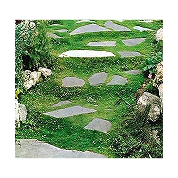 IRISH MOSS SEEDS, Sagina subulata, Heath Pearlwort, Perfect In Garden,