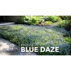 Blue Daze | 2 Large Gallon Size Plants | Evolvulus