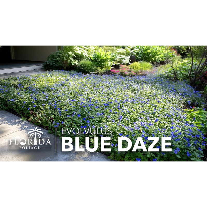 Blue Daze | 2 Large Gallon Size Plants | Evolvulus