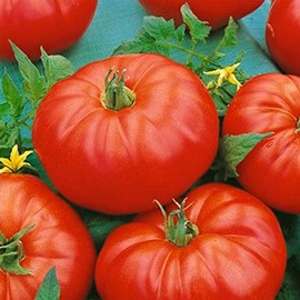 Tomato Garden Seeds - Beefmaster Hybrid - 100 Seeds - Non-GMO, Vegetable Gardening Seed - Mountain Valley Seeds