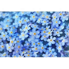 500 Forget Me Not Seeds. USA Seeds. Organic. Ships free
