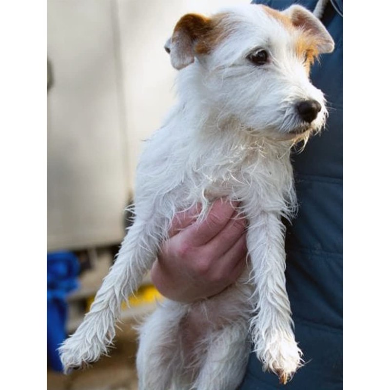 See Change Original Dog Shampoo Bar, 230g