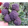 300 Purple Broccoli Seeds for Planting Heirloom Non GMO 1