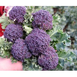 300 Purple Broccoli Seeds for Planting Heirloom Non GMO 1 gram Garden Vegetable Bulk Survival Allium cepa