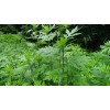 Honest Seed Co Mugwort Seeds (Artemsia-Vulg - 2500+
